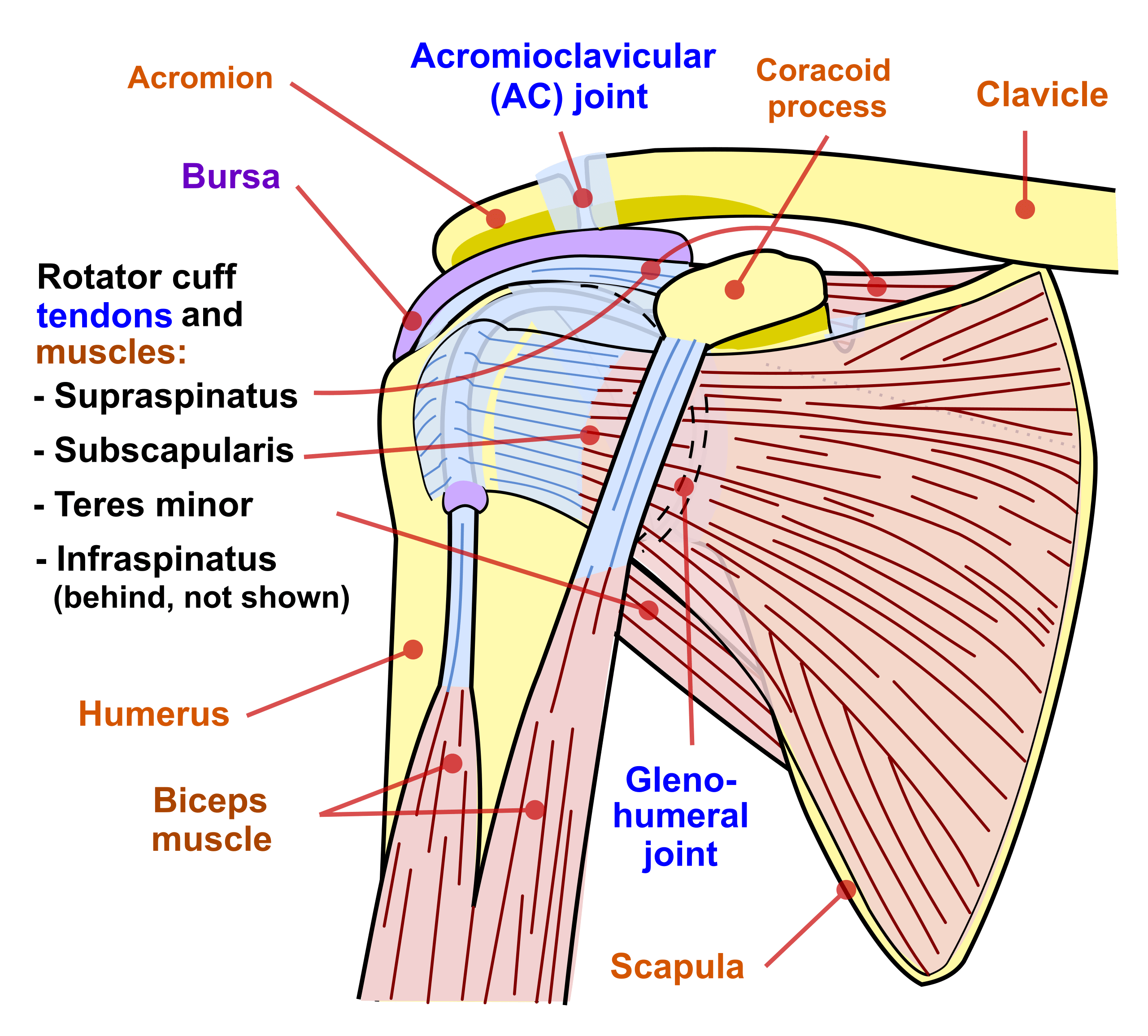 Rotator Cuff Related Shoulder Pain Peak Physio
