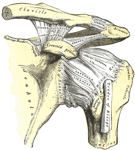 Anatomy of the shoulder and acromioclavicular (AC) joint relevant to injury treatment at Peak Physio